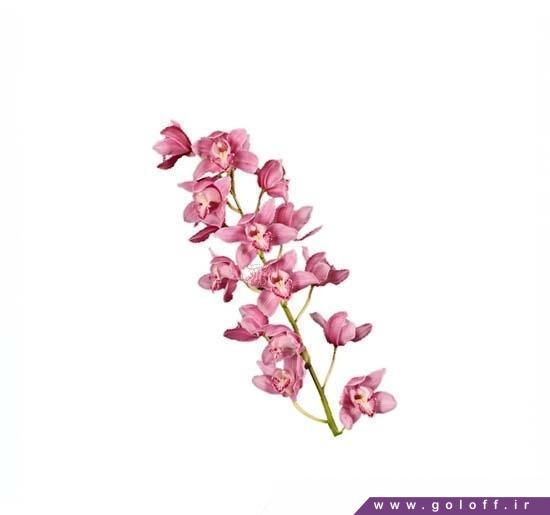 خرید گل ارکیده سیمبیدیوم بریمیر - Cymbidium Orchid | گل آف